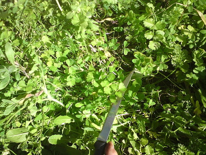 Tordylium apulum &copy; M. Theofilatou