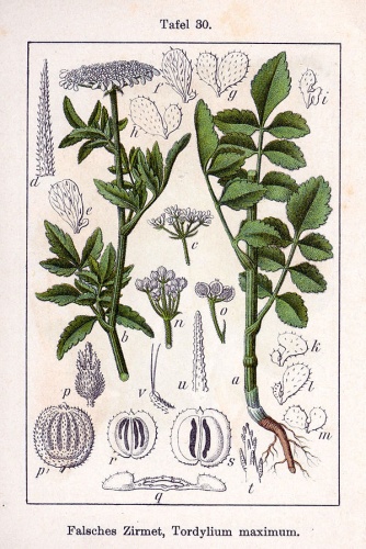 Tordylium maximum &copy; Johann Georg Sturm (Painter: Jacob Sturm)