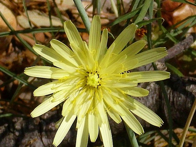 Tragopogon crocifolius © <a href="//commons.wikimedia.org/wiki/User:Javier_martin" title="User:Javier martin">Javier martin</a>