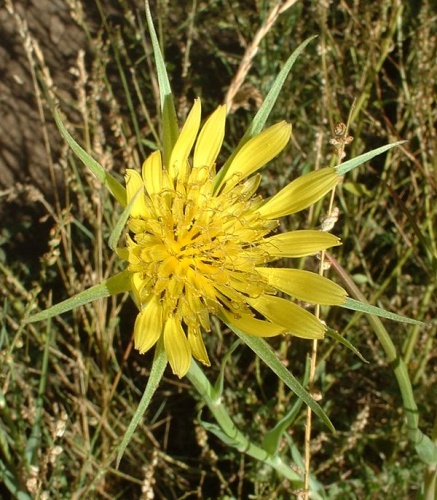 Tragopogon dubius &copy; <a href="//commons.wikimedia.org/wiki/User:Seglea" title="User:Seglea">Stephen Lea</a>