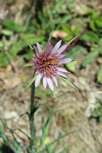 Tragopogon porrifolius © <a href="//commons.wikimedia.org/wiki/User:SarahStierch" title="User:SarahStierch">Sarah Stierch</a>