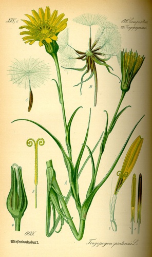 Tragopogon pratensis © 