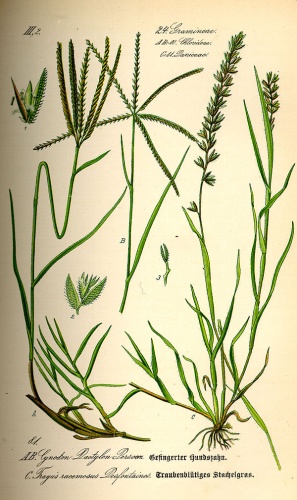 Tragus racemosus &copy; 