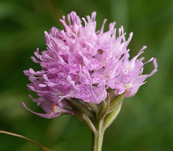 Traunsteinera globosa &copy; <a href="//commons.wikimedia.org/wiki/User:BerndH" title="User:BerndH">Bernd Haynold</a>