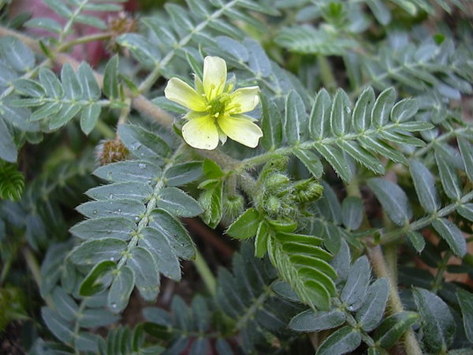 Tribulus terrestris &copy; <a rel="nofollow" class="external text" href="http://www.hear.org/starr/">Forest &amp; Kim Starr</a>