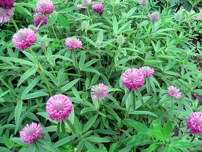 Trifolium alpestre © <a href="https://cs.wikipedia.org/wiki/User:Dezidor" class="extiw" title="cs:User:Dezidor">Dezidor</a>