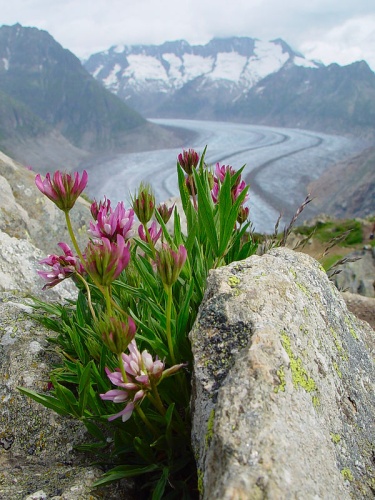 Trifolium alpinum &copy; <a rel="nofollow" class="external text" href="https://www.flickr.com/photos/josefstuefer/">Josef Steufer</a>