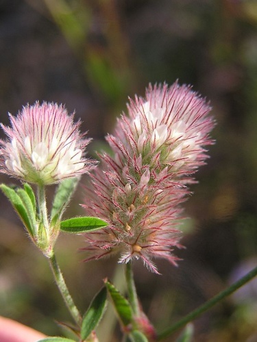 Trifolium arvense © <a href="//commons.wikimedia.org/wiki/User:Mbc" title="User:Mbc">Michael Becker</a>