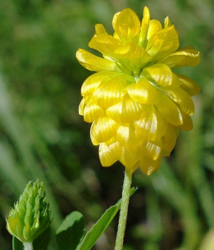 Trifolium aureum © <a href="//commons.wikimedia.org/wiki/User:Fornax" title="User:Fornax">Fornax</a>