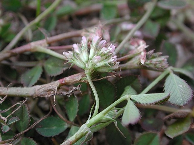 Trifolium cernuum &copy; Marco Iocchi
