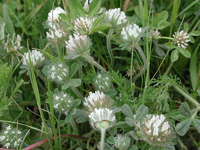 Trifolium cherleri © <a href="//commons.wikimedia.org/wiki/User:Dr._Marco_Iocchi" title="User:Dr. Marco Iocchi">Dr. Marco Iocchi</a>