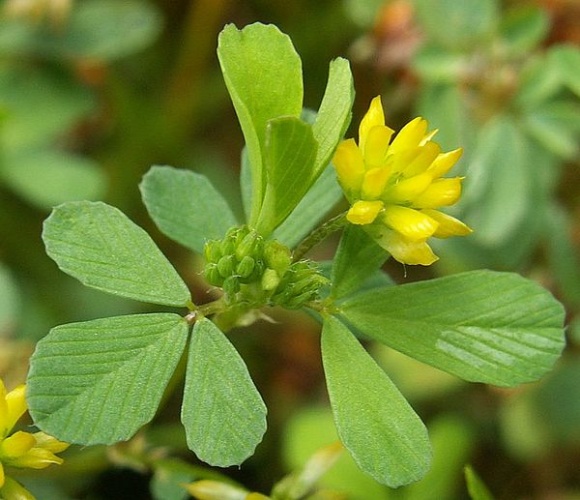 Trifolium dubium © <a href="//commons.wikimedia.org/wiki/User:Kenraiz" title="User:Kenraiz">Kenraiz</a>