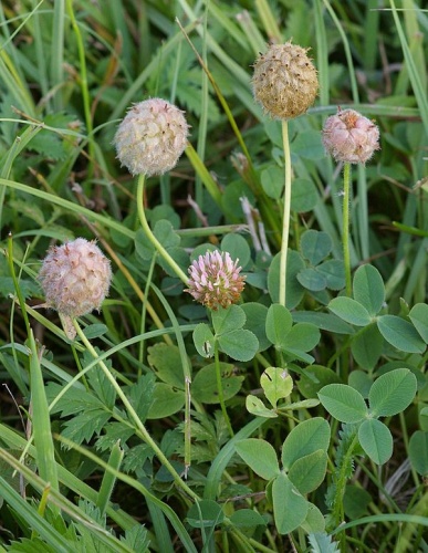 Trifolium fragiferum &copy; <a href="//commons.wikimedia.org/wiki/User:Fice" title="User:Fice">Christian Fischer</a>