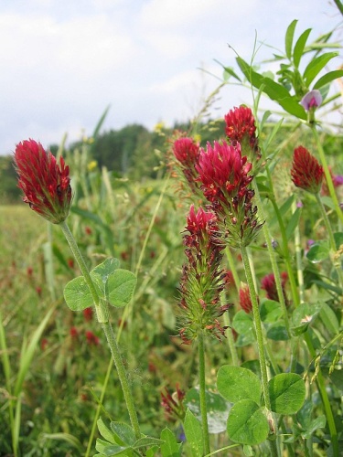 Trifolium incarnatum &copy; 