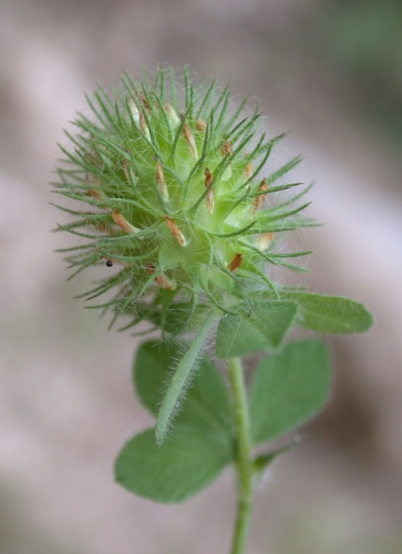 Trifolium lappaceum &copy; Gideon Pisanty (<a href="//commons.wikimedia.org/wiki/User:Gidip" title="User:Gidip">Gidip</a>)