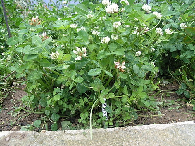 Trifolium michelianum © <a href="//commons.wikimedia.org/w/index.php?title=User:Chernandez69&amp;action=edit&amp;redlink=1" class="new" title="User:Chernandez69 (page does not exist)">Chernandez69</a>