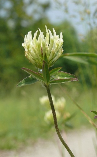 Trifolium ochroleucon © <a href="//commons.wikimedia.org/wiki/User:BerndH" title="User:BerndH">Bernd Haynold</a>