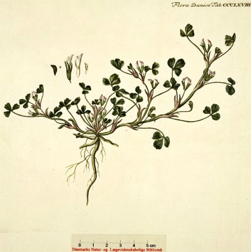 Trifolium ornithopodioides © Flora Danica Georg Christian Oeder e.a. (1761-1888)