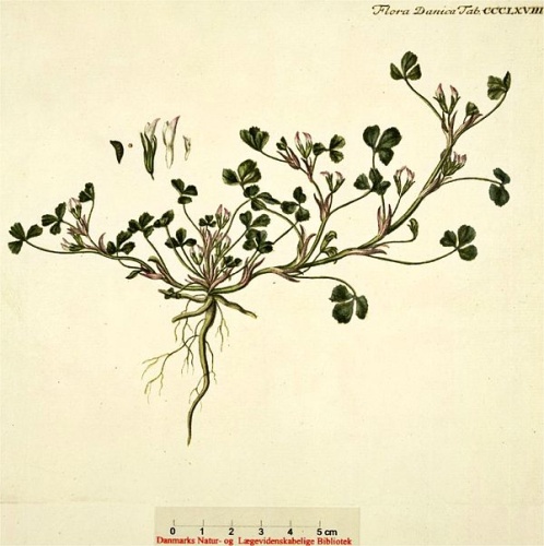Trifolium ornithopodioides &copy; Flora Danica Georg Christian Oeder e.a. (1761-1888)