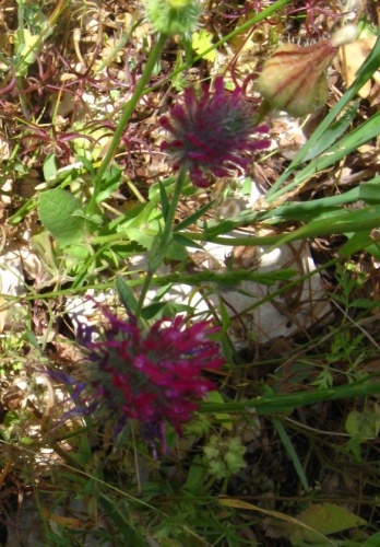 Trifolium purpureum © דני