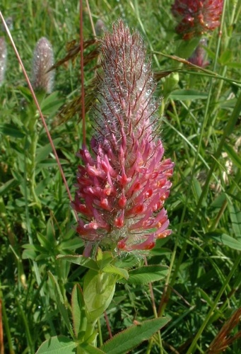 Trifolium rubens &copy; The original uploader was <a href="https://en.wikipedia.org/wiki/fr:User:Jeffdelonge" class="extiw" title="w:fr:User:Jeffdelonge">Jeffdelonge</a> at <a href="https://en.wikipedia.org/wiki/fr:" class="extiw" title="w:fr:">French Wikipedia</a>.