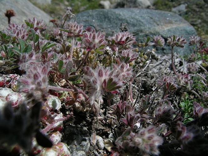 Trifolium saxatile © No machine-readable author provided. <a href="//commons.wikimedia.org/w/index.php?title=User:Thommybe&amp;action=edit&amp;redlink=1" class="new" title="User:Thommybe (page does not exist)">Thommybe</a> assumed (based on copyright claims).