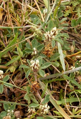 Trifolium scabrum © No machine-readable author provided. <a href="//commons.wikimedia.org/wiki/User:Aroche" title="User:Aroche">Aroche</a> assumed (based on copyright claims).