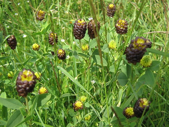 Trifolium spadiceum © <a href="//commons.wikimedia.org/wiki/User:Planchon" class="mw-redirect" title="User:Planchon">Planchon</a>