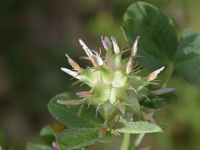 Trifolium spumosum © Gideon Pisanty (<a href="//commons.wikimedia.org/wiki/User:Gidip" title="User:Gidip">Gidip</a>)