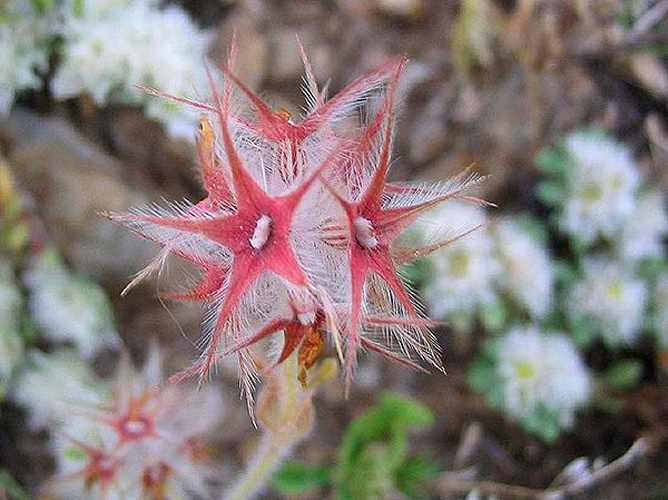 Trifolium stellatum © 