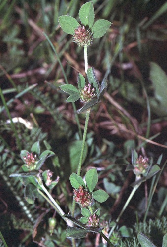 Trifolium striatum © 