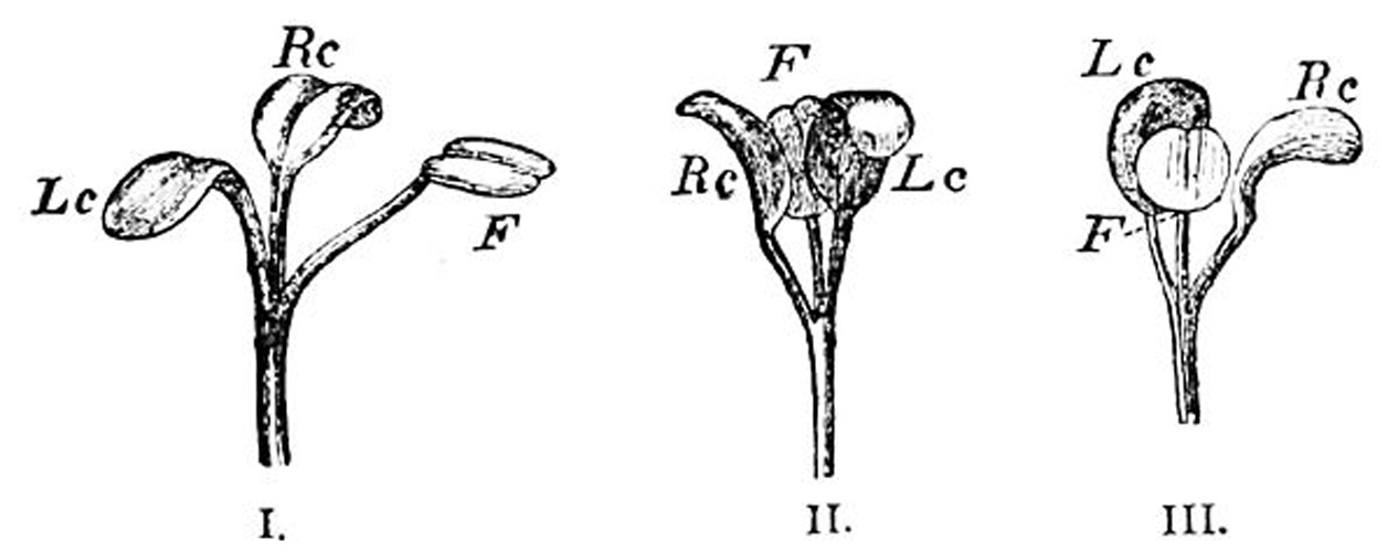 Trifolium strictum © <span lang="en">Unknown</span>