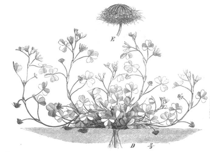 Trifolium subterraneum © Paul Hermann Wilhelm Taubert (1862-1897)