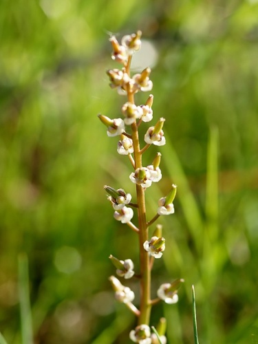 Triglochin barrelieri &copy; <div class="fn value">
Hans Hillewaert</div>