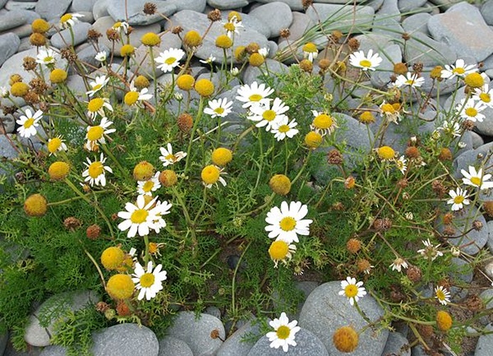Tripleurospermum maritimum &copy; <a href="//commons.wikimedia.org/w/index.php?title=User:Jamesnbryant&amp;action=edit&amp;redlink=1" class="new" title="User:Jamesnbryant (page does not exist)">User:Jamesnbryant</a>