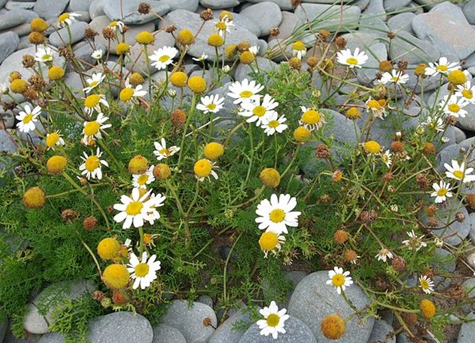 Tripleurospermum maritimum © <a href="//commons.wikimedia.org/w/index.php?title=User:Jamesnbryant&amp;action=edit&amp;redlink=1" class="new" title="User:Jamesnbryant (page does not exist)">User:Jamesnbryant</a>