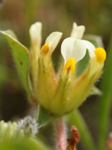 Tripodion tetraphyllum © <a href="//commons.wikimedia.org/wiki/User:Biopics" title="User:Biopics">Hans Hillewaert</a>