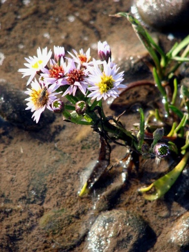 Tripolium pannonicum © <a rel="nofollow" class="external text" href="https://www.geograph.org.uk/profile/14840">Evelyn Simak</a>