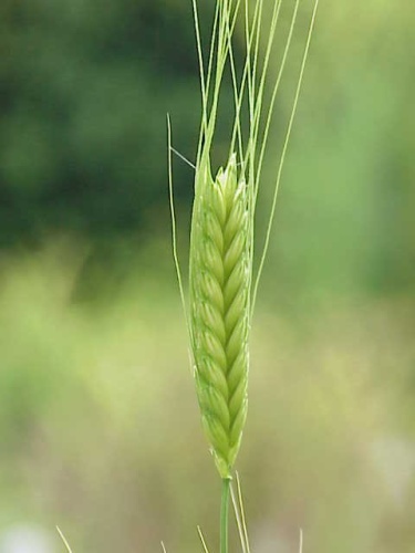 Triticum monococcum &copy; 