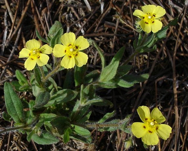 Tuberaria guttata © 