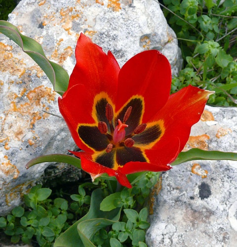 Tulipa agenensis © <a rel="nofollow" class="external text" href="https://www.flickr.com/photos/zachievenor">Zachi Evenor</a> and <a href="//commons.wikimedia.org/wiki/User:MathKnight" title="User:MathKnight">MathKnight</a>