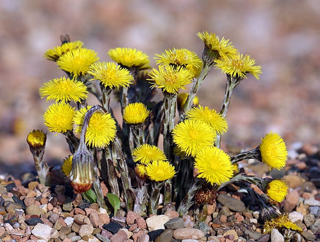 Tussilago farfara © <a rel="nofollow" class="external text" href="http://photo-natur.de">Andreas Trepte</a>