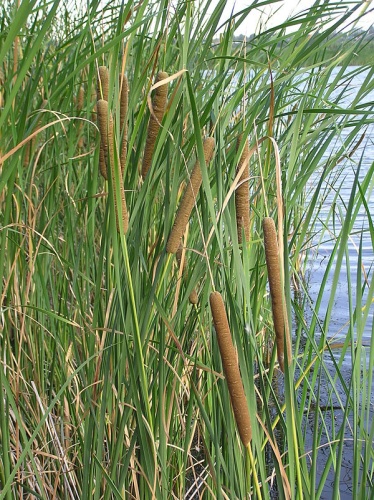 Typha angustifolia © <a href="//commons.wikimedia.org/wiki/User:Le.Loup.Gris" title="User:Le.Loup.Gris">Le.Loup.Gris</a>