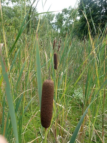 Typha latifolia © <a href="//commons.wikimedia.org/w/index.php?title=User:Andrawaag&amp;action=edit&amp;redlink=1" class="new" title="User:Andrawaag (page does not exist)">Andrawaag</a>