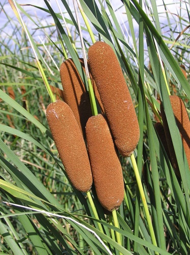 Typha laxmannii © <a href="//commons.wikimedia.org/wiki/User:Le.Loup.Gris" title="User:Le.Loup.Gris">Le.Loup.Gris</a>