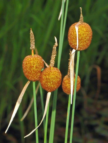 Typha minima &copy; <a href="//commons.wikimedia.org/wiki/User:Hectonichus" title="User:Hectonichus">Hectonichus</a>