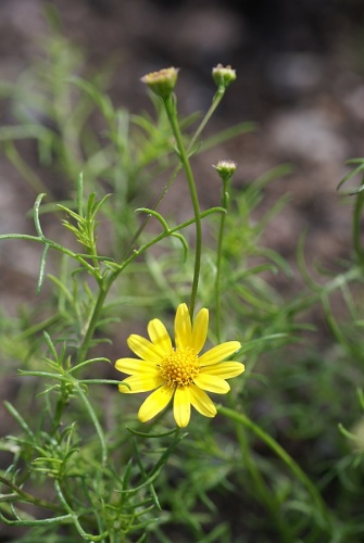 Tyrimnus leucographus &copy; <a href="//commons.wikimedia.org/w/index.php?title=User:Ettrig&amp;action=edit&amp;redlink=1" class="new" title="User:Ettrig (page does not exist)">Ettrig</a>