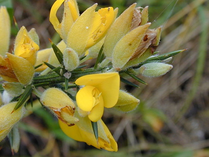 Ulex europaeus &copy; <a rel="nofollow" class="external text" href="http://www.hear.org/starr/">Forest &amp; Kim Starr</a>