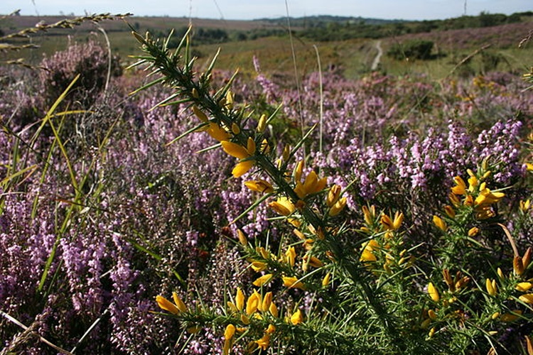 Ulex gallii © <a href="//commons.wikimedia.org/w/index.php?title=User:Richard_New_Forest&amp;action=edit&amp;redlink=1" class="new" title="User:Richard New Forest (page does not exist)">Richard New Forest</a>
