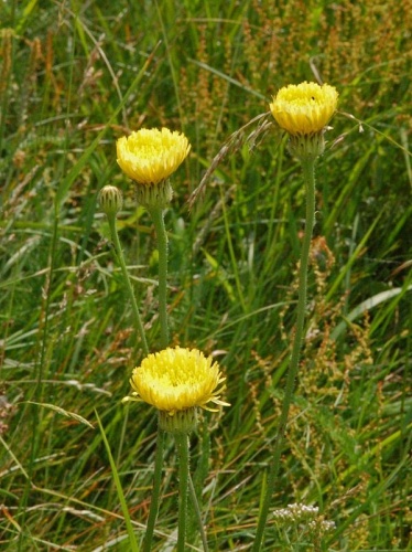 Urospermum dalechampii © <a href="//commons.wikimedia.org/wiki/User:Hectonichus" title="User:Hectonichus">Hectonichus</a>